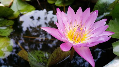 Close-up of lotus water lily in lake