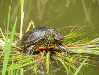 Turtle on the grass in the water