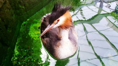 Close-up of duck