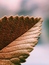 Close-up of dry leaf against sky