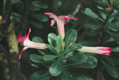 Close-up of red flowering plant