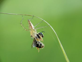 Close-up of bee on a plant