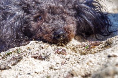 Close-up portrait of dog