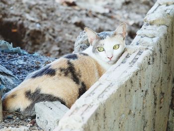 Portrait of cat relaxing outdoors