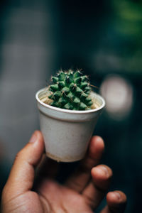 Close-up of hand holding potted plant