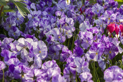 Close-up of purple flowering plants