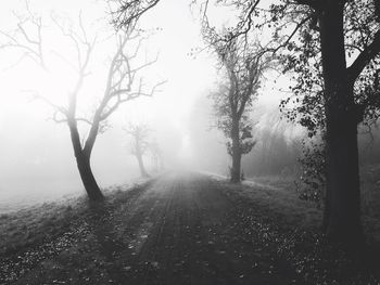 Road passing through forest