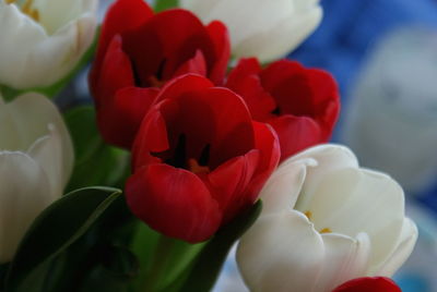 Close-up of red tulip