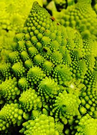 Close-up of romanesco cauliflower