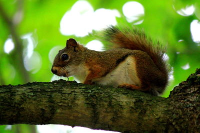 Close-up of squirrel