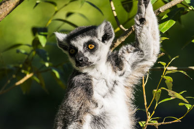 Close-up of lemur sitting on tree in zoo