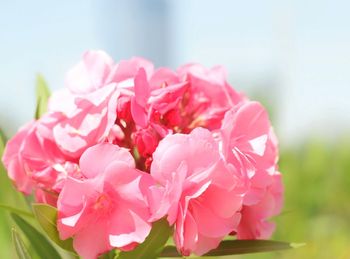 Close-up of pink roses