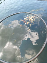 High angle view of jellyfish swimming in lake