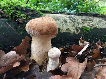 High angle view of mushrooms growing on field