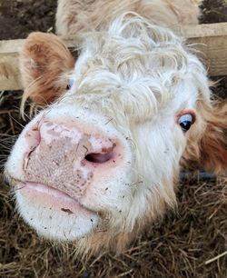 Close-up portrait of cow