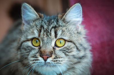 Close-up portrait of a cat