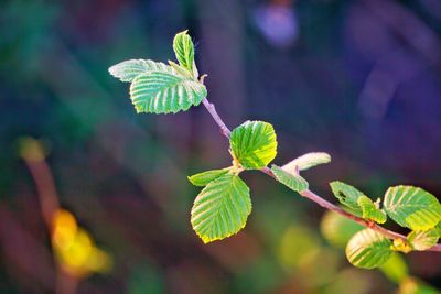 Close-up of green leaves on plant