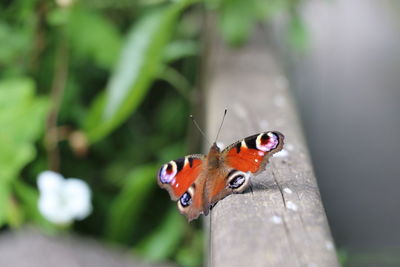 Close-up of butterfly on leaf