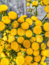 Close-up of yellow flowering plants