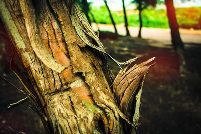 Close-up of tree trunk