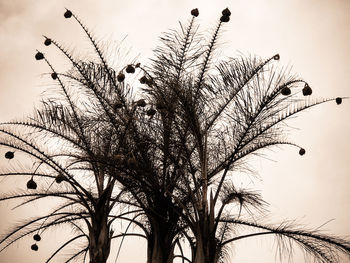 Low angle view of silhouette tree against sky