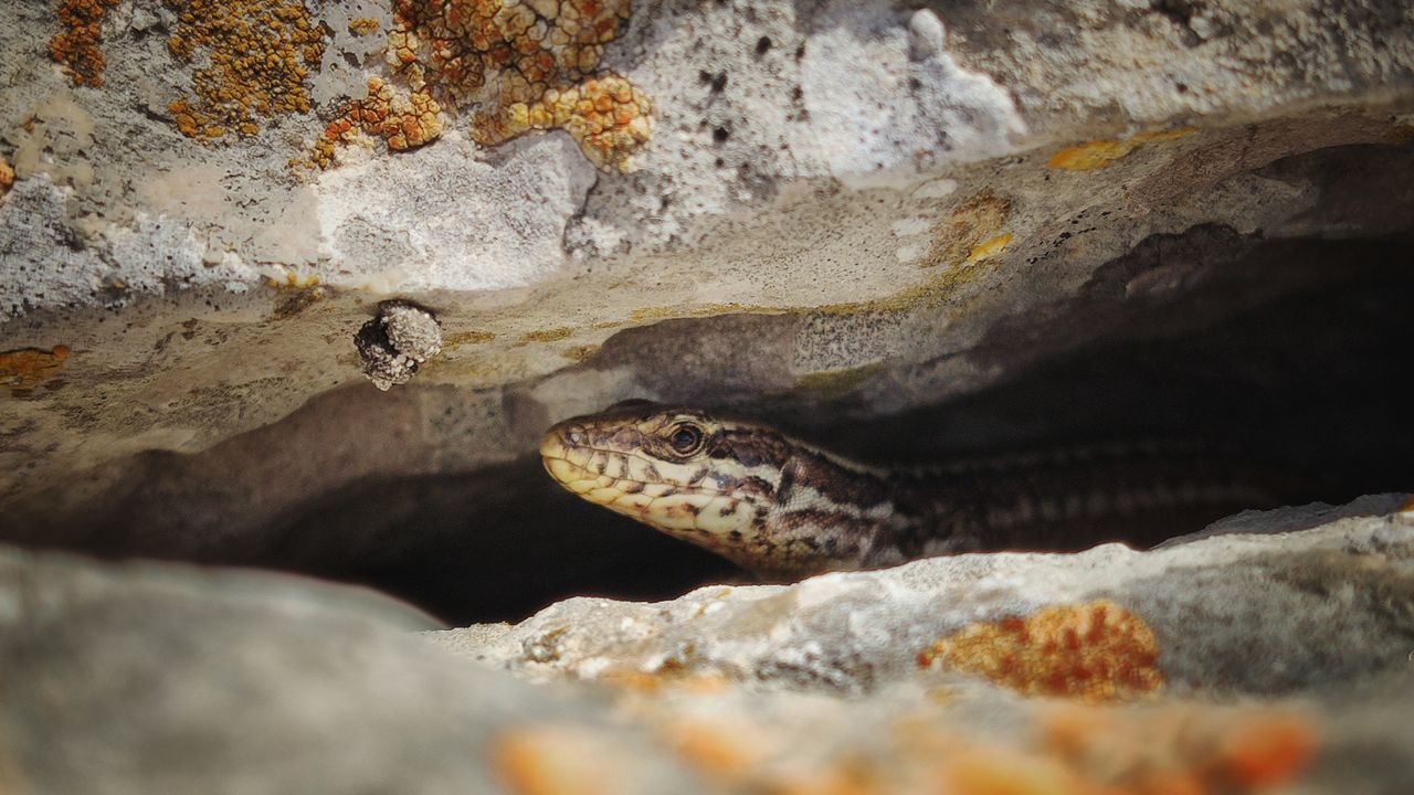 animal wildlife, animal themes, animal, wildlife, one animal, reptile, nature, rock, no people, water, close-up, day, outdoors, macro photography, land, cave, beauty in nature, animal body part, environment, selective focus