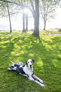 View of a dog on field