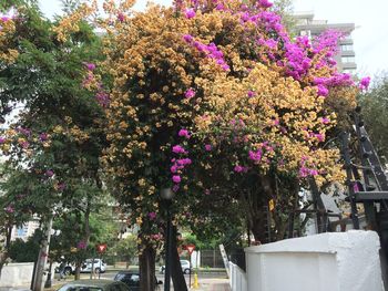 Close-up of pink flowers