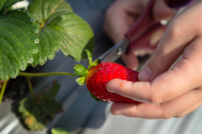 Close-up of hand holding strawberry