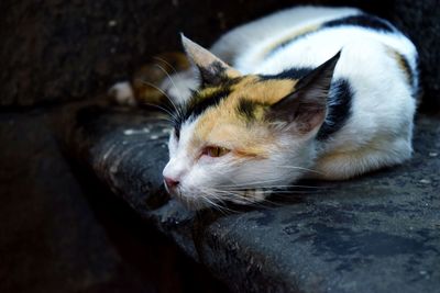 Close-up of cat