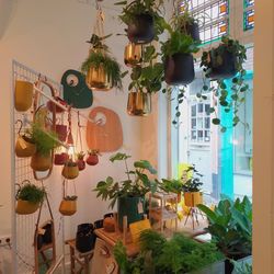 Potted plants hanging against wall of house