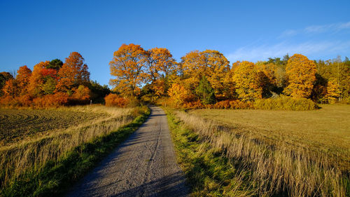 Dirt road amidst trees against sky during autumn
