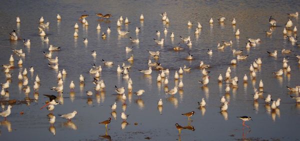 High angle view of ducks floating on water