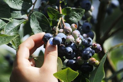 Close-up of hand holding grapes