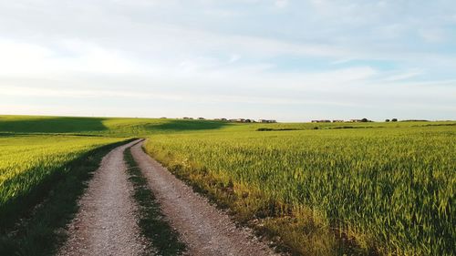 Scenic view of agricultural field against sky