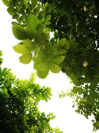 Low angle view of trees