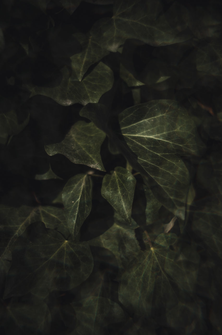 HIGH ANGLE VIEW OF LEAVES ON PLANT