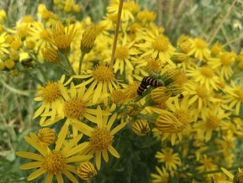 Close-up of yellow flower