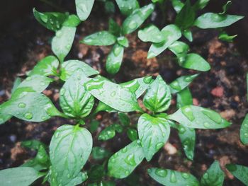 High angle view of raindrops on leaves