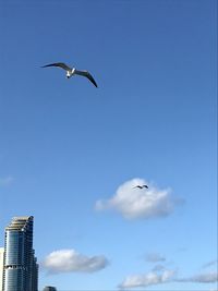 Low angle view of seagulls flying