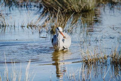 Bird in a lake