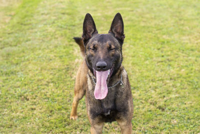 Portrait of dog on field