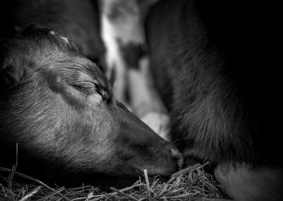 Close-up of cow sleeping in pen