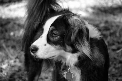 Close-up of dog looking away