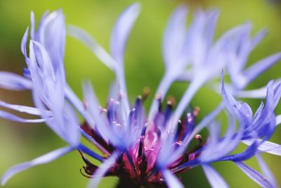 Close-up of purple flowers