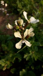 Close-up of white flower