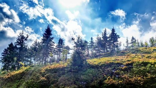 Trees in forest against sky