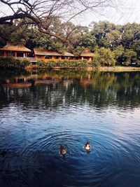 View of ducks swimming in lake