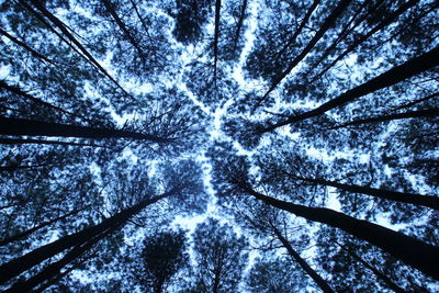 Low angle view of trees in forest against sky