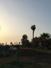 Palm trees on field against sky at sunset